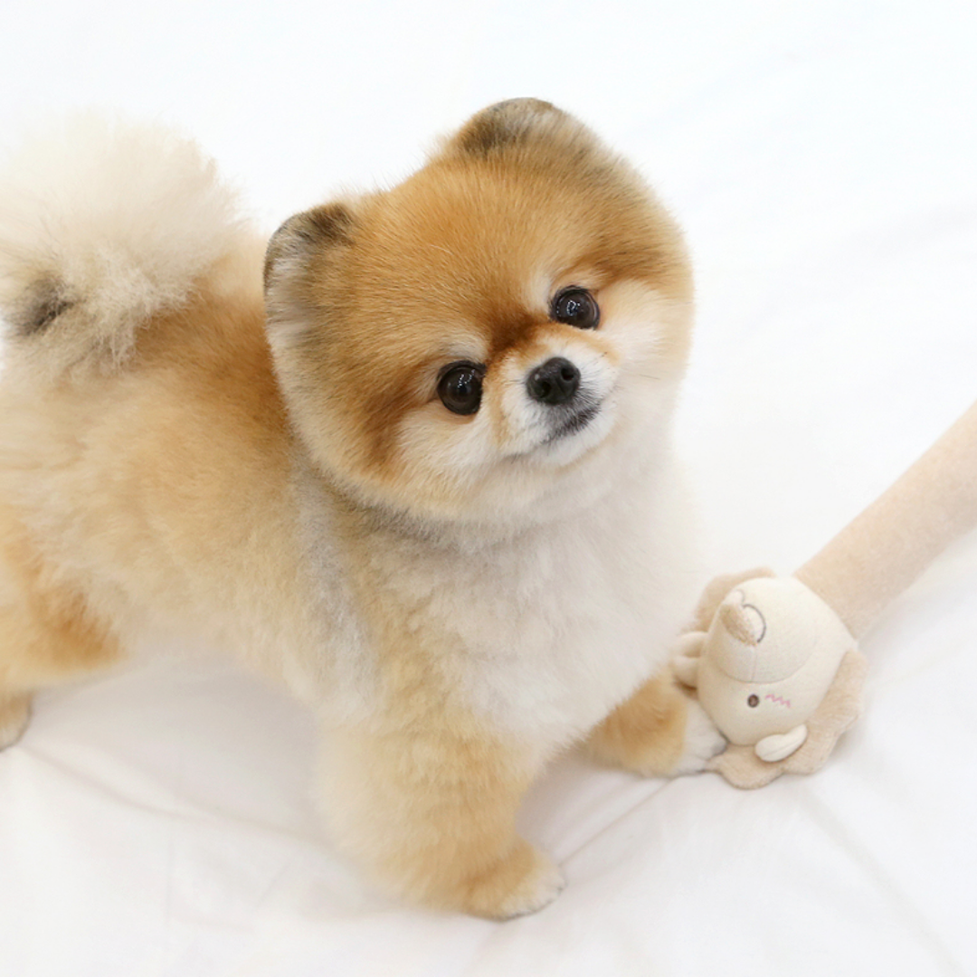 Organic 3-stage Sound Stick Pet Toy