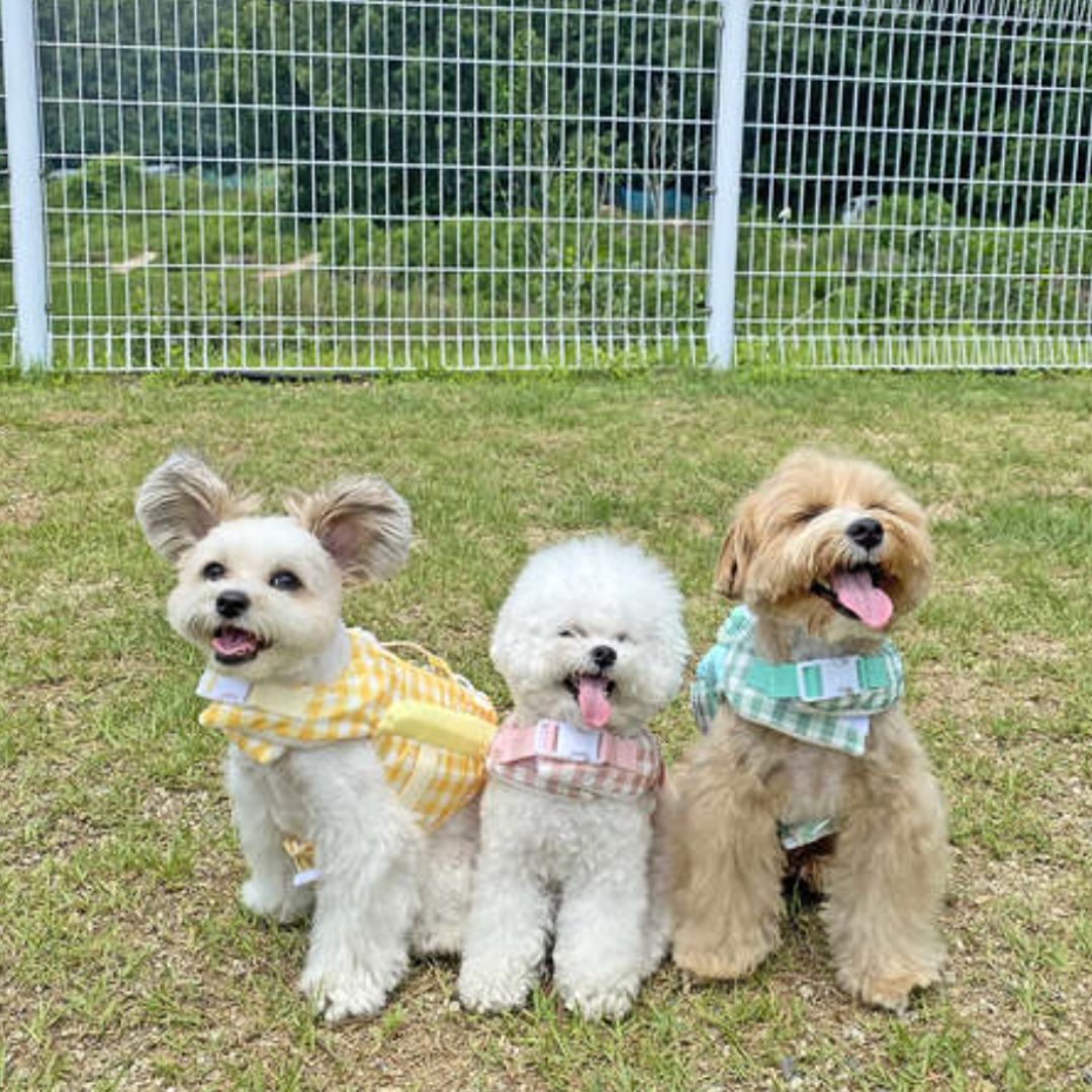 Lollipop Dog Life Jacket