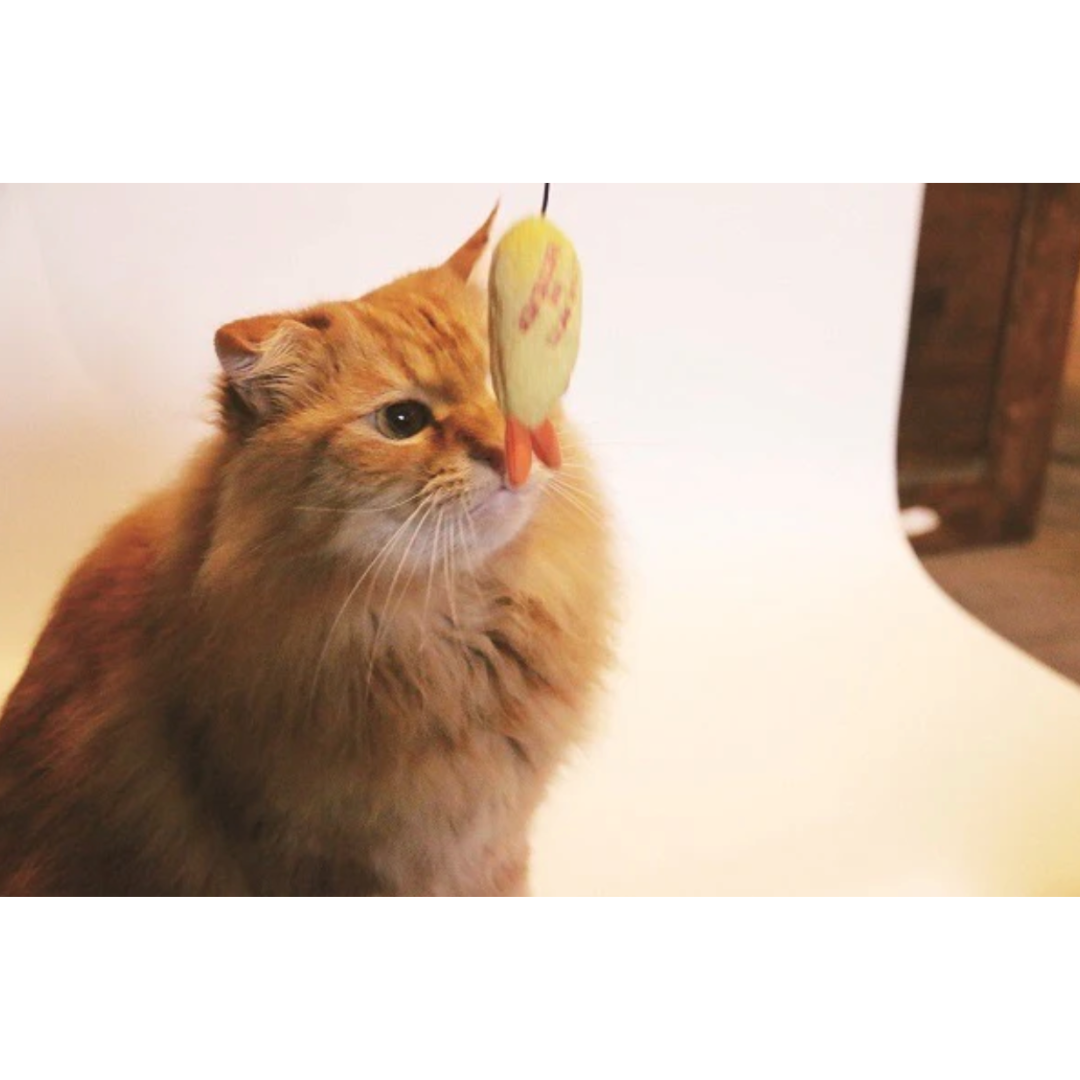 Fish Market - Shrimp Tempura Cat Teaser
