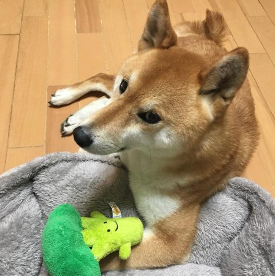 蔬菜系列 — 西蘭花寵物玩具