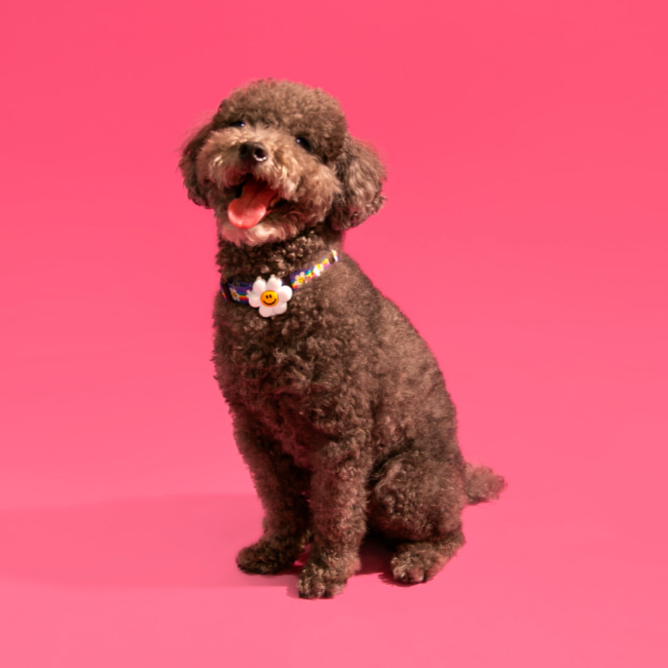 Pet Night Walk LED - Smile Flower