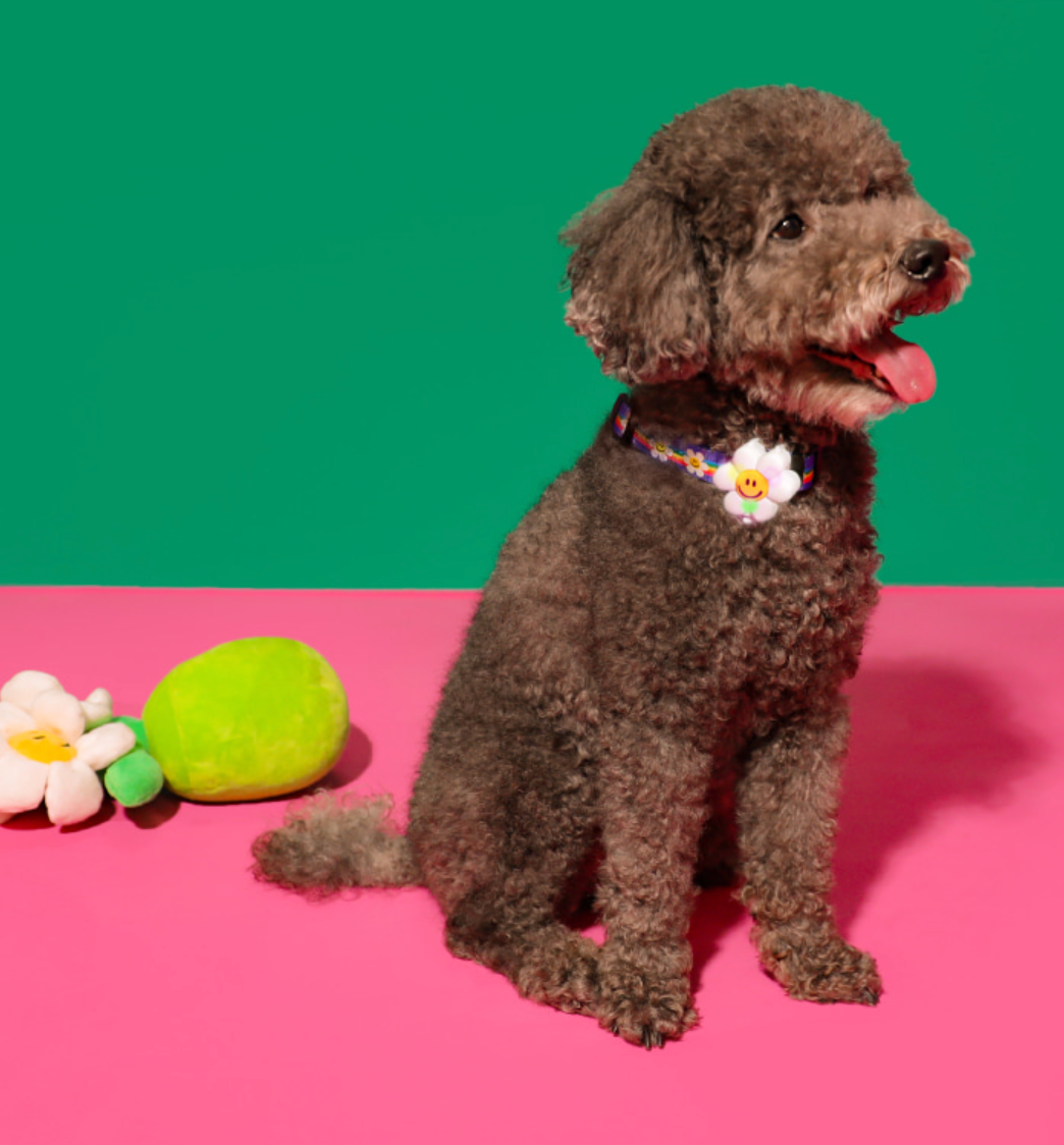 Pet Night Walk LED - Smile Flower