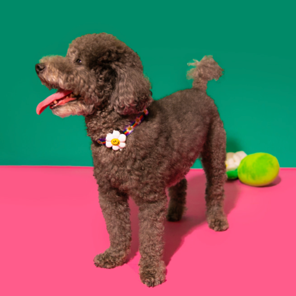 Pet Night Walk LED - Smile Flower