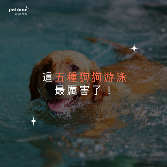 【狗狗冷知識】這五種狗狗游泳最厲害了!
