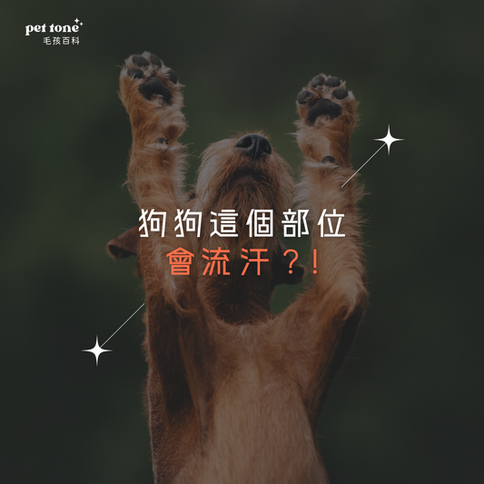 【狗狗冷知識】狗狗這個部位會流汗?!
