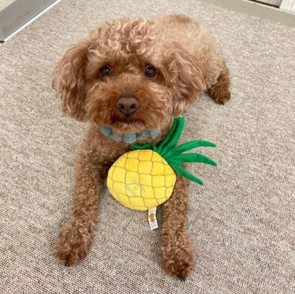 Fruit Collection  - Pineapple Dog Toy