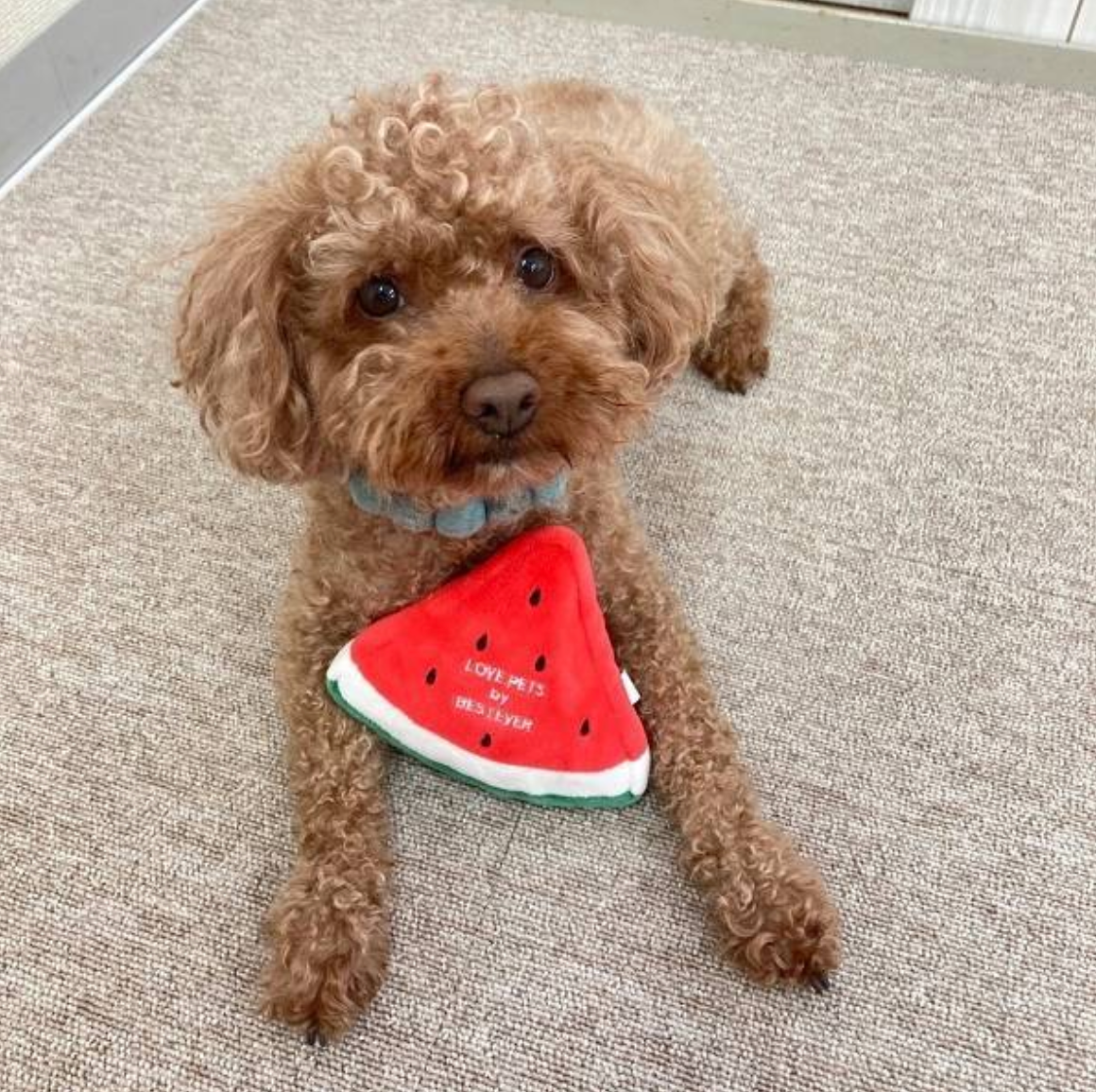Fruit Collection - Watermelon Dog Toy