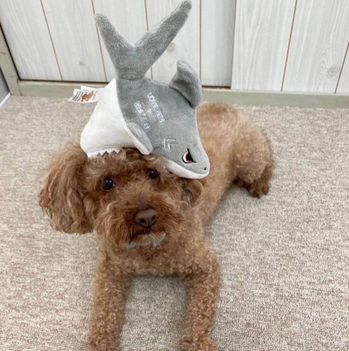 Ocean Collection - Shark Dog Toy